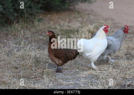 Free range chickens walking on dry grass in rural farmyard with natural light and soft background Stock Photo