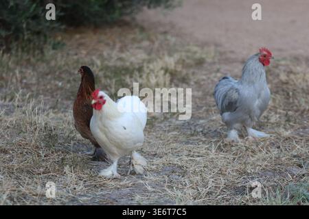 Free range chickens walking on dry grass in rural farmyard with natural light and soft background Stock Photo