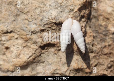 close up of a snail on rock Stock Photo