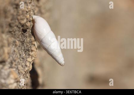 close up of a snail on rock Stock Photo