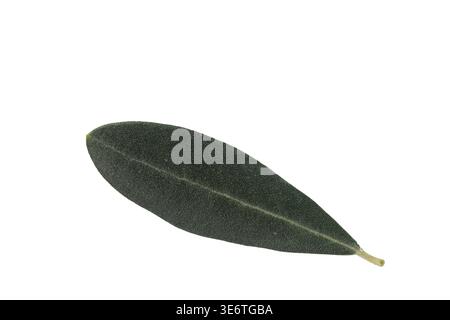 olive tree leaves isolated on white background Stock Photo