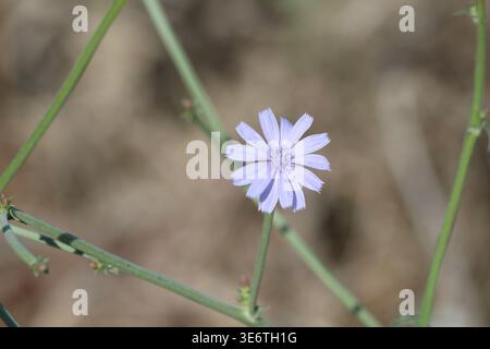 Wild Blue Chicory Flower in a Summer Meadow Stock Photo