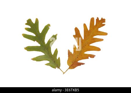 green and brown oak leaf isolated on white background Stock Photo