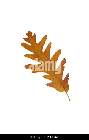 brown oak leaf isolated on white background Stock Photo