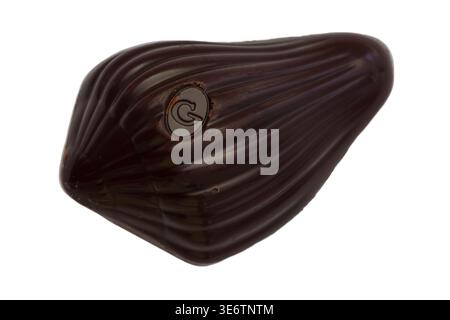 Guylian Belgian dark praline seashells chocolates isolated on white background - finest Belgian chocolates with hazelnut praline filling Stock Photo