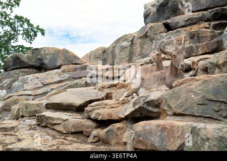 Two mountain goats resting on rocky terrain in a natural habitat. The animals are lying calmly among large stones, showcasing their adaptation to rugg Stock Photo