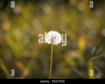 Backlit dandelion seed head glowing in warm natural light with a soft green background. Stock Photo