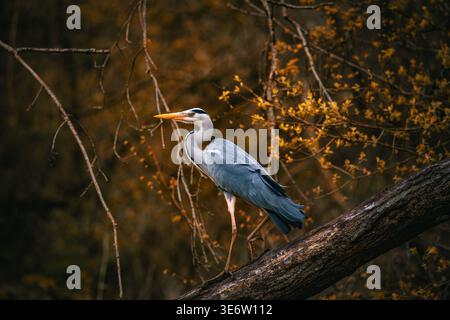 Grey heron perched on branch against golden autumn foliage Stock Photo