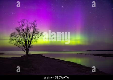 A lone tree stands silhouetted against vibrant northern lights in purple and green, reflecting over a calm lake beneath a starry night sky. Stock Photo