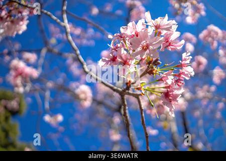 Japanese flowering cherry tree blossoms, Prunus serrulata, Japanese cherry "pink cloud" East Asian cherry tree flowers blossoming in springtime Stock Photo