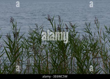 beautiful view of the lake on a gray day with green reeds on the shore in autumn Stock Photo