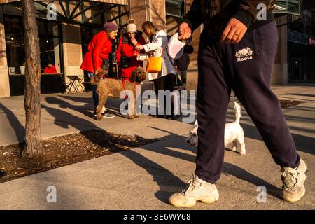 Street view of pedestrians with dogs on a sunlit sidewalk in downtown Toronto, Ontario, Canada, April 26, 2023. This image documents everyday urban li Stock Photo