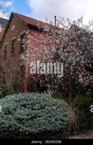 Street view of a red brick residential house partly hidden by a flowering tree and garden vegetation in Toronto, Ontario, Canada, April 26, 2023. This Stock Photo