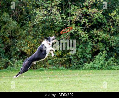 Border collie leaping high to catch frisbee in garden Stock Photo