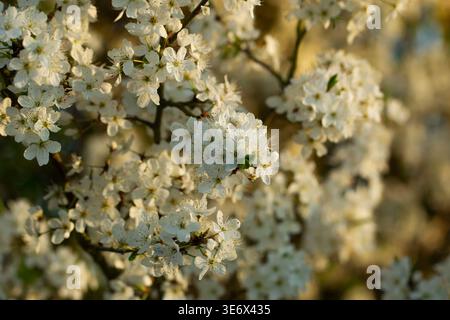 A close-up view of white flowers blooming on a tree branch Stock Photo