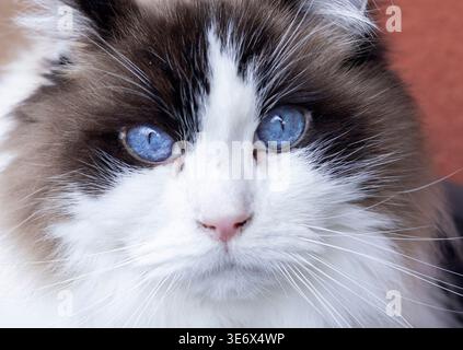 Ragdoll cat close-up portrait featuring intense blue eyes and fluffy fur Stock Photo