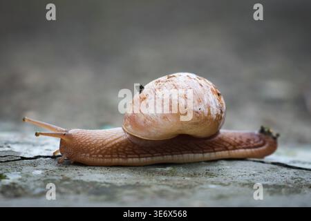 Snail with Spiral Shell on Concrete Ground. Close-up outdoor image capturing a snail traveling along a concrete surface. Stock Photo