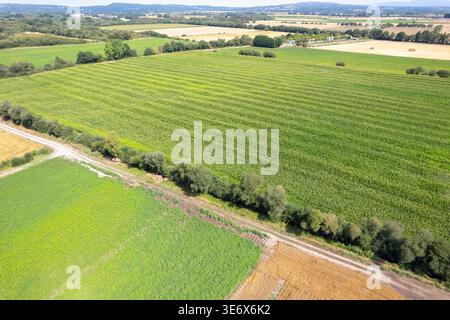 Aerial drone view of a vast green agricultural landscape with corn and sunflower fields in summer Stock Photo