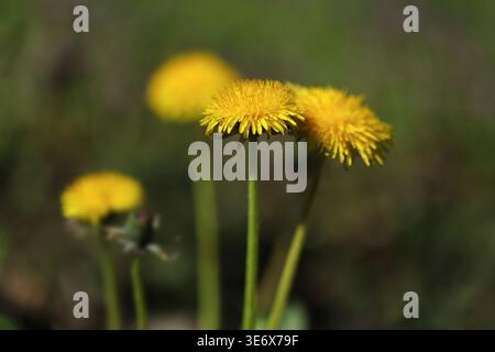 Dandelion flowers on a green background Stock Photo