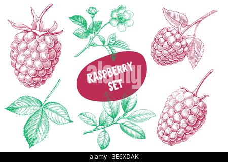 Vintage illustration set of raspberries featuring detailed drawings of ripe berries, leaves, and flowers on a white background with a central label Stock Vector