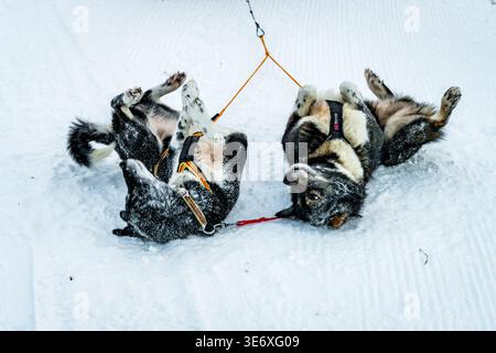 Two dogs playing in snow during dog sledding in winter in Norway Stock Photo