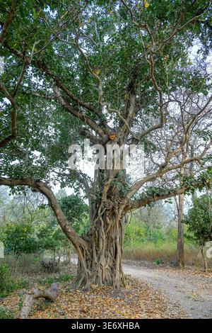 Ficus benghalensis, Indian banyan, Moraceae, Indian Subcontinent, Asia ...