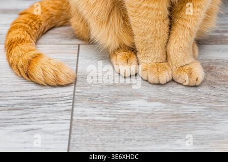 ginger cat sitting on the floor, close-up Stock Photo