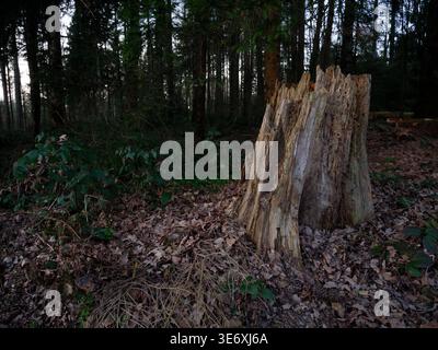 Tree stump with rough bark stands amidst fallen leaves and greenery in a forest, illuminated by soft light filtering through the trees Stock Photo