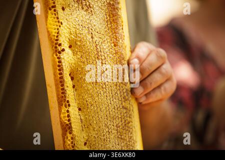 Detailed close up of a honeycomb frame in beekeeper hands. Natural organic honey production, beeswax texture and traditional apiculture concept, no pe Stock Photo