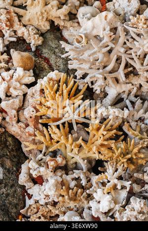 Dense pile of mixed coral fragments on dark rock white branching coral and golden amber staghorn coral. Reef diversity, marine texture, ocean ecology Stock Photo