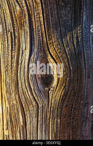 Weathered Wood Grain Texture with Knot and Sunlit Patterns Stock Photo