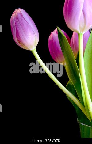 Single pink tulip with soft petals against a black background, minimal floral composition with copy space for design and branding use. Stock Photo