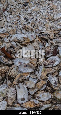 Oyster shell background texture on coastal shore Stock Photo