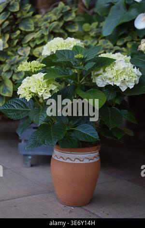 Hydrangea macrophylla 'Ice Girl' growing in a clay pot. High quality photo Stock Photo