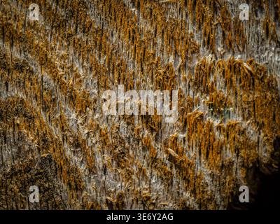 Close up of weathered tree bark covered in orange moss and lichen showing natural texture and decay in woodland environment Stock Photo