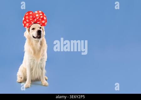 Dog Wearing a Red Bow With White Dots Sits on a Blue Background During a Fun Moment Stock Photo