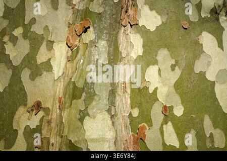 Natural camouflage pattern of plane tree bark with green and beige peeling layers Stock Photo