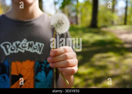 VICHY, FRANCE - APRIL 4, 2026: A boy holding a fluffy dandelion seed head in a sunny park Stock Photo