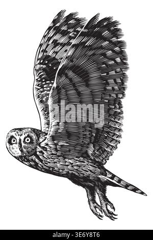 Realistic short eared owl bird illustration drawing in traditional hand drawn style. Woodcut or engraving ink style, scratchboard looking line art. Stock Vector
