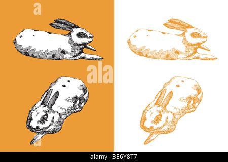 Rabbit or bunny drawing in different poses. Hand drawn illustration in traditional line art style. Stock Vector