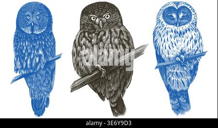 Realistic great grey owl, tawny and Ural owl bird illustration drawing in traditional hand drawn style. Woodcut or engraving ink style, scratchboard Stock Vector
