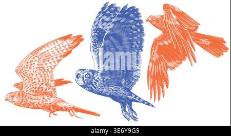 Realistic short eared owl kestrel and marsh harrier bird illustration drawing in traditional hand drawn style. Woodcut or engraving ink style Stock Vector