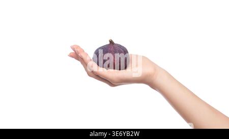 Ripe blue fig in female hand isolated on white Stock Photo