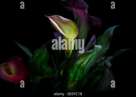Calla lily with dramatic creative lighting, USA Stock Photo