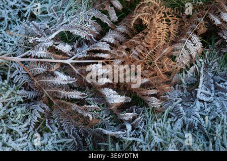 Frost covered fern leaves on ground with winter texture and natural outdoor detail Stock Photo