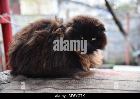 A lilac British cat looking up. The cat opened his mouth with a mad look. The concept of an animal that is surprised or amazed. The figure of a cat on Stock Photo