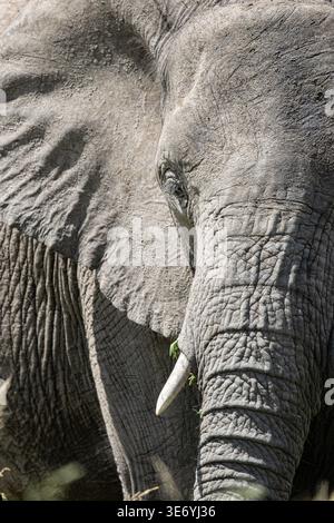 An african elephant portrait showing wrinkled gray skin, large ear ...