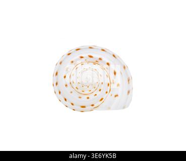 Spiral seashell front view on clean background Stock Photo