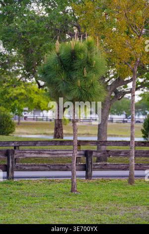 A small coniferous tree with dense green needles grows on a manicured green lawn. The straight trunk and rounded crown are centered in the frame. Stock Photo