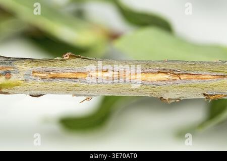 Cicada damage on tree twig from cicadas in Virginia. Detailed macro image of holes drilled into bark for laying eggs. Twig dies back, falls to ground Stock Photo
